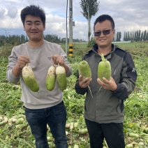 忻州青萝卜河南省各大市场销量很好的萝卜受欢迎