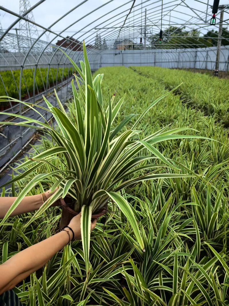 花叶山菅兰大杯、230盆基地有量欢迎来一亩田订购。
