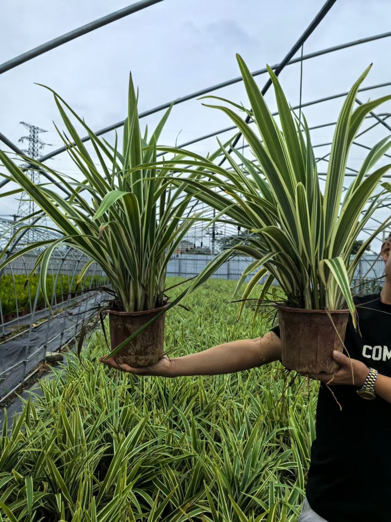 花叶山菅兰大杯、230盆基地有量欢迎来一亩田订购。