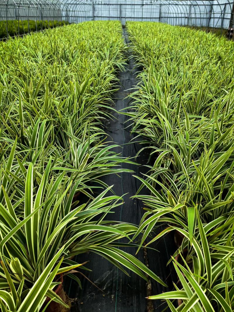 花叶山菅兰大杯、230盆基地有量欢迎来一亩田订购。