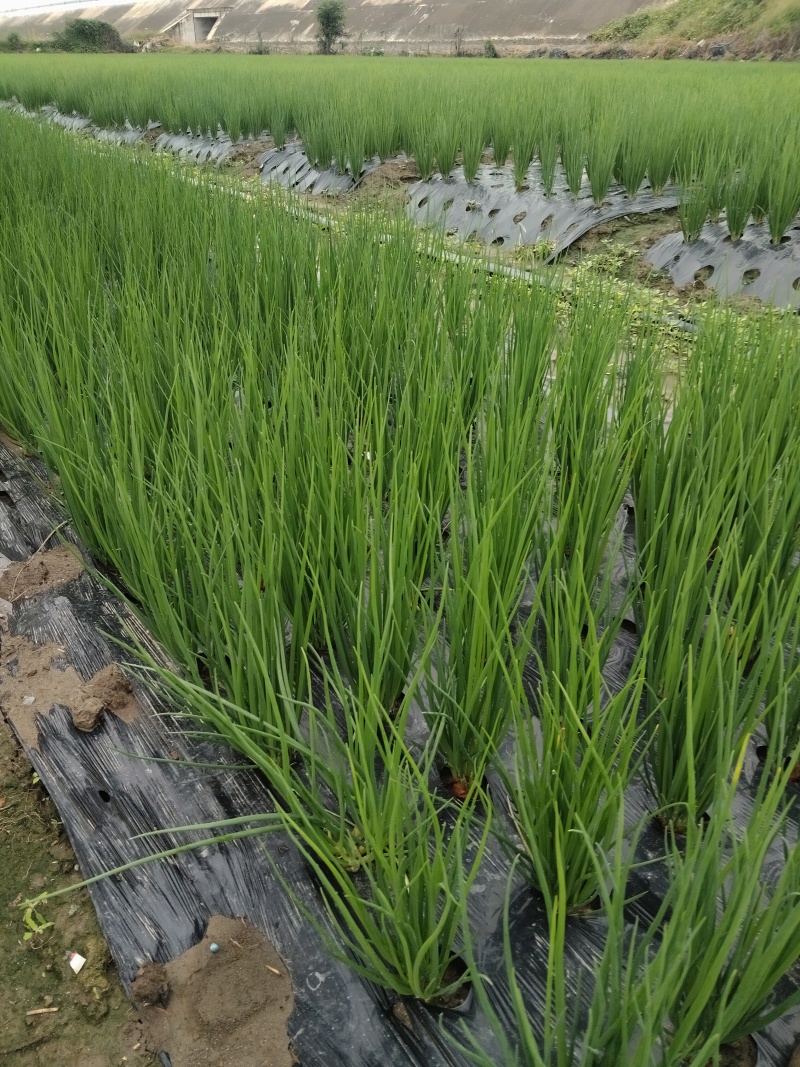金堂万亩白铁杆香葱大量上市产地直发质量保证对接商超