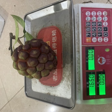 黑老虎果