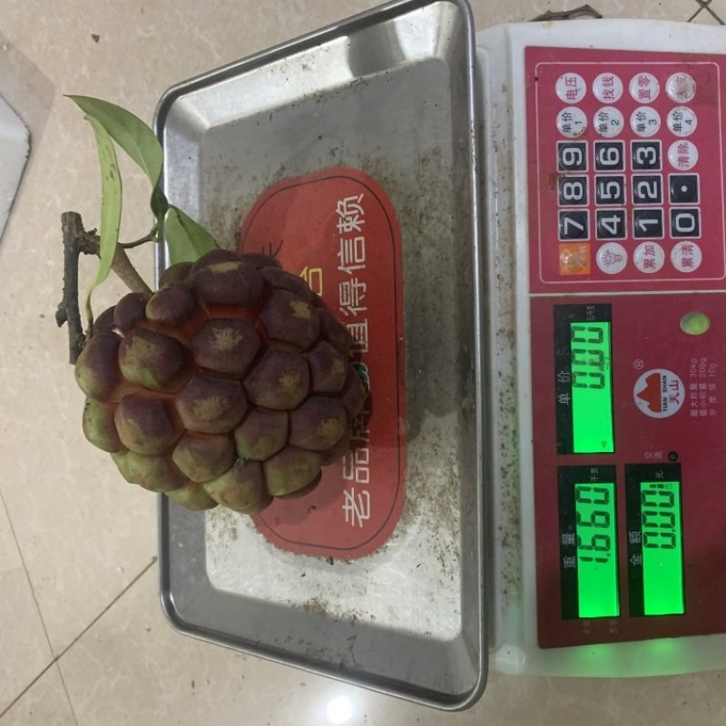 黑老虎果