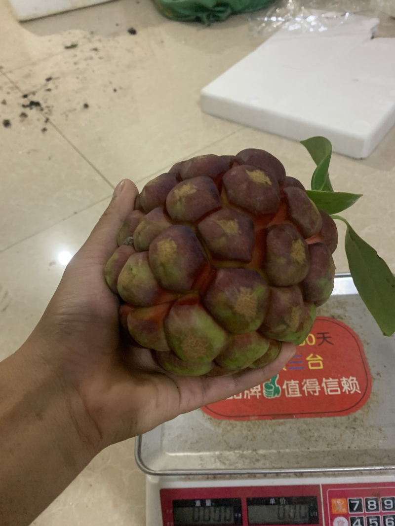黑老虎果