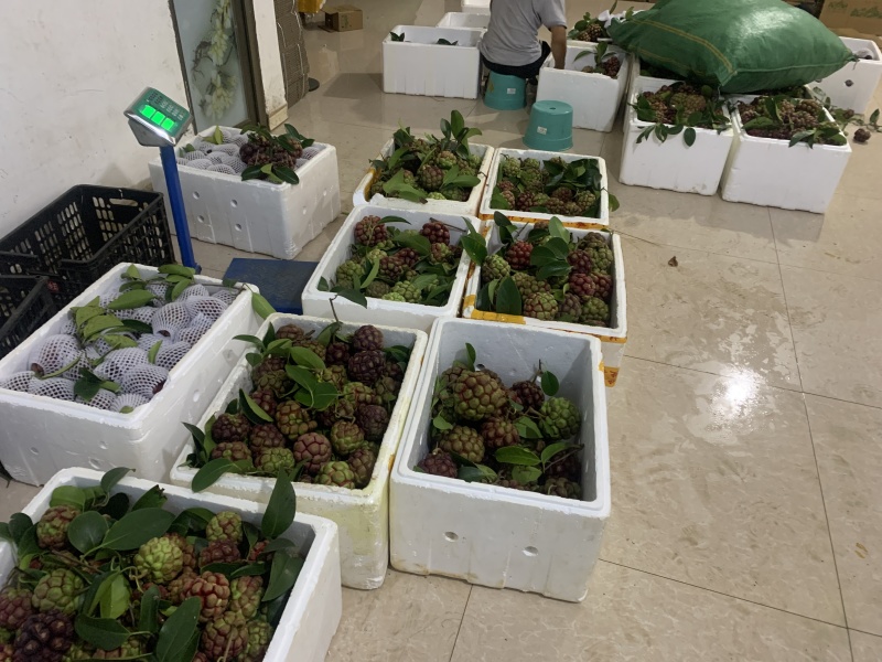 黑老虎果
