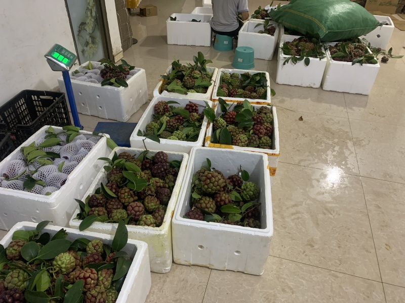 黑老虎果