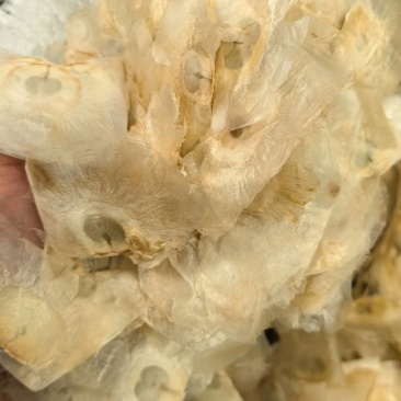 木蝴蝶玉蝴蝶千张纸大货供应电商供应大货对接一手货源