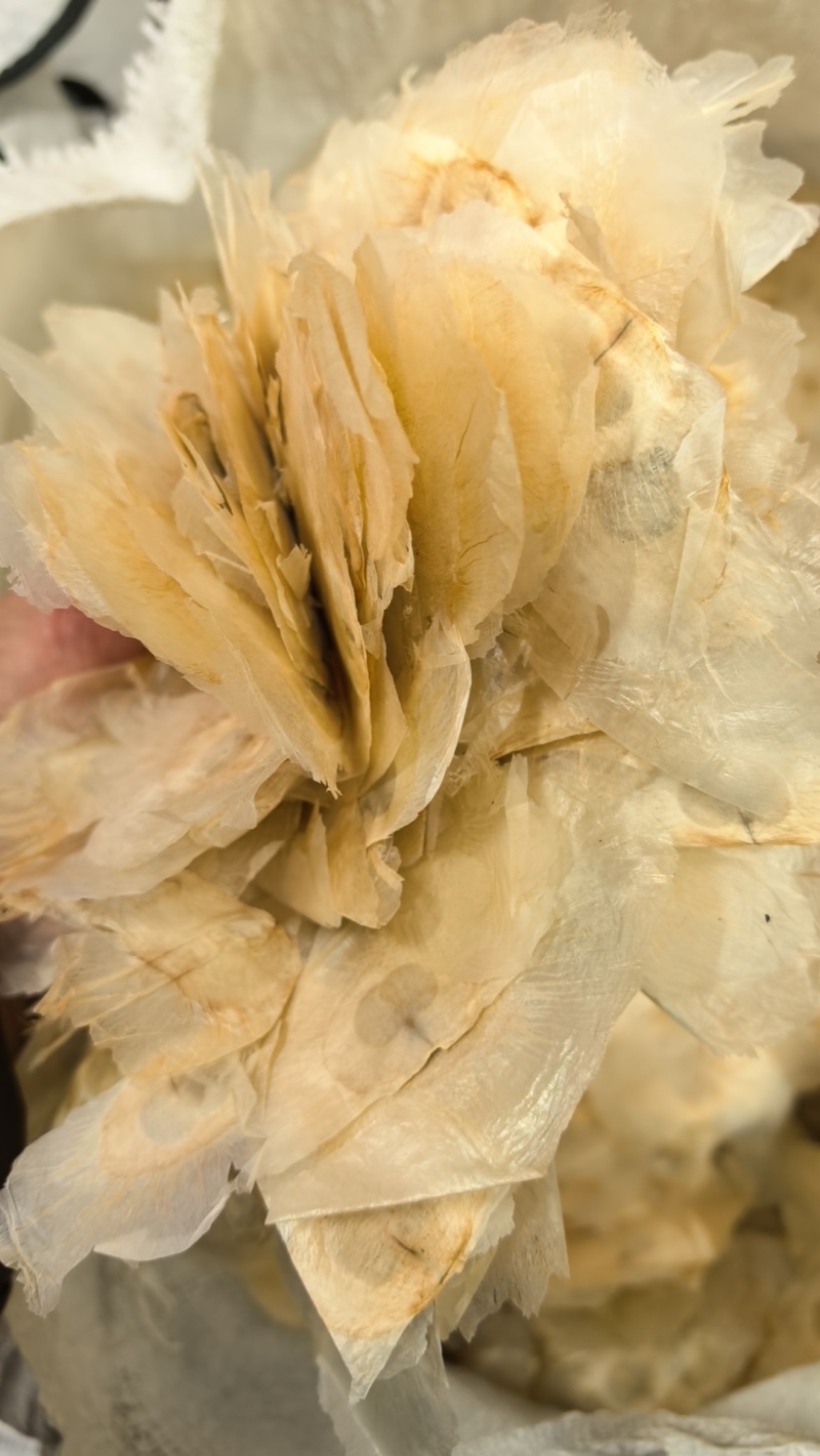 木蝴蝶玉蝴蝶千张纸大货供应电商供应大货对接一手货源