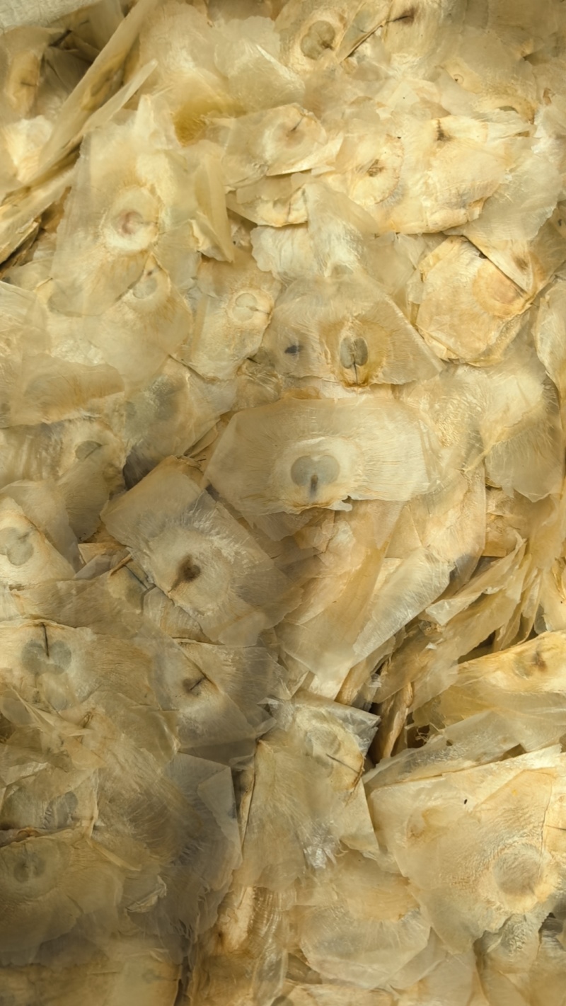 木蝴蝶玉蝴蝶千张纸大货供应电商供应大货对接一手货源