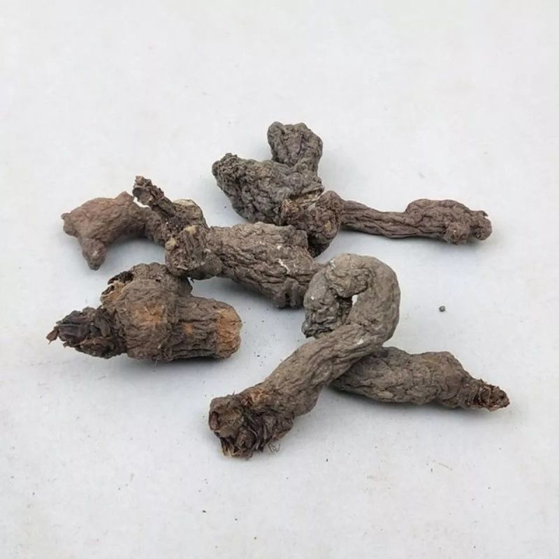 中药材天葵子千年老鼠屎山耗子屎紫背天葵子草药根新鲜
