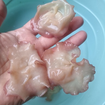主营电商粉木耳纯单片筛选好贵妃粉耳粉木耳产地粉木耳直发粉