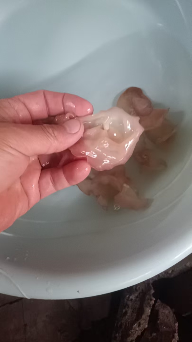 主营电商粉木耳纯单片筛选好贵妃粉耳粉木耳产地粉木耳直发粉