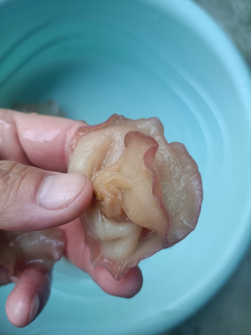 主营电商粉木耳纯单片筛选好贵妃粉耳粉木耳产地粉木耳直发粉