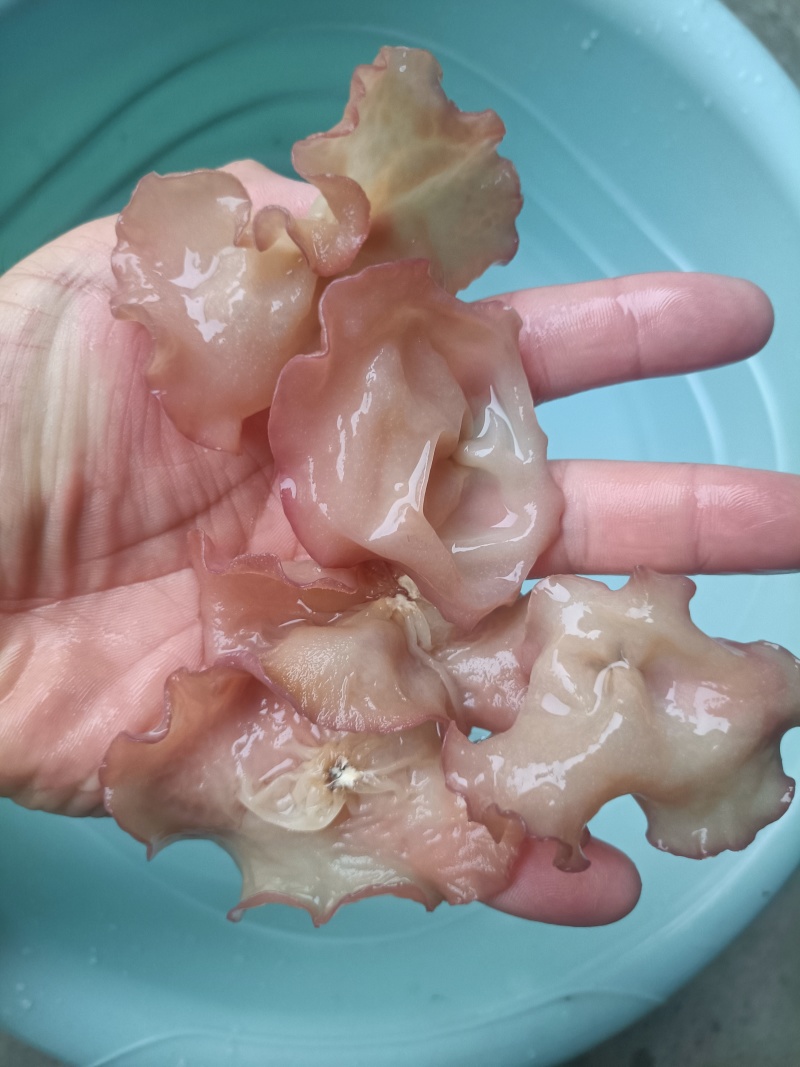 主营电商粉木耳纯单片筛选好贵妃粉耳粉木耳产地粉木耳直发粉