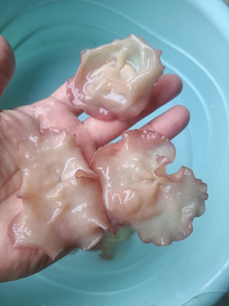 主营电商粉木耳纯单片筛选好贵妃粉耳粉木耳产地粉木耳直发粉