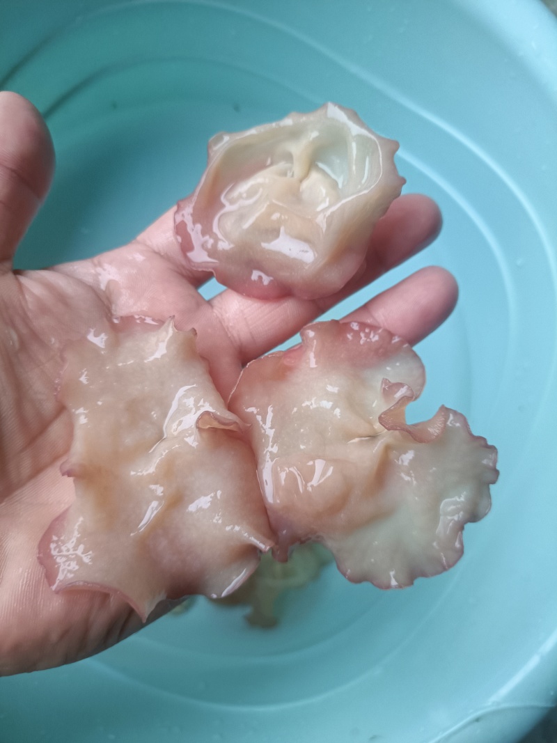 主营电商粉木耳纯单片筛选好贵妃粉耳粉木耳产地粉木耳直发粉