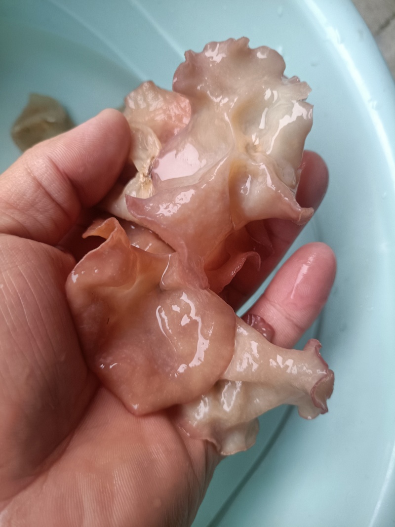 主营电商粉木耳纯单片筛选好贵妃粉耳粉木耳产地粉木耳直发粉