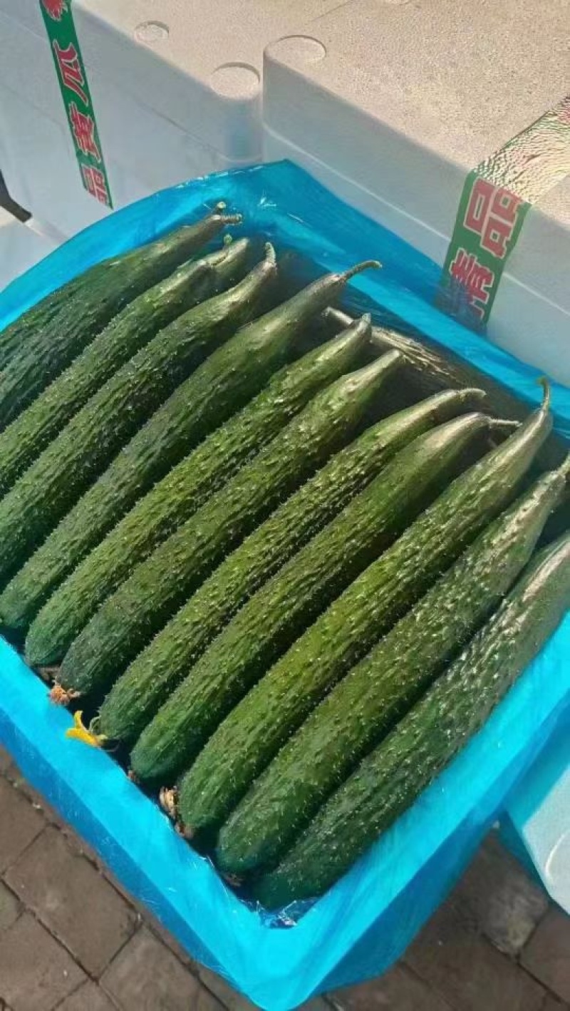 黄瓜密刺黄瓜鲜花黄瓜现摘现发产地直供欢迎咨询