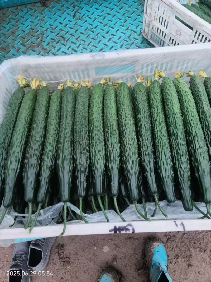 黄瓜密刺黄瓜鲜花黄瓜现摘现发产地直供欢迎咨询