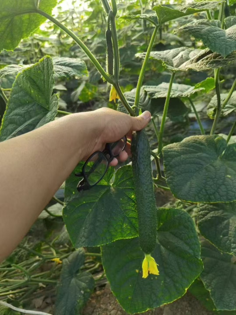 黄瓜密刺黄瓜鲜花黄瓜现摘现发产地直供欢迎咨询