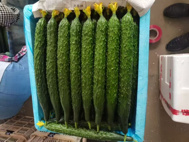 黄瓜密刺黄瓜鲜花黄瓜现摘现发产地直供欢迎咨询