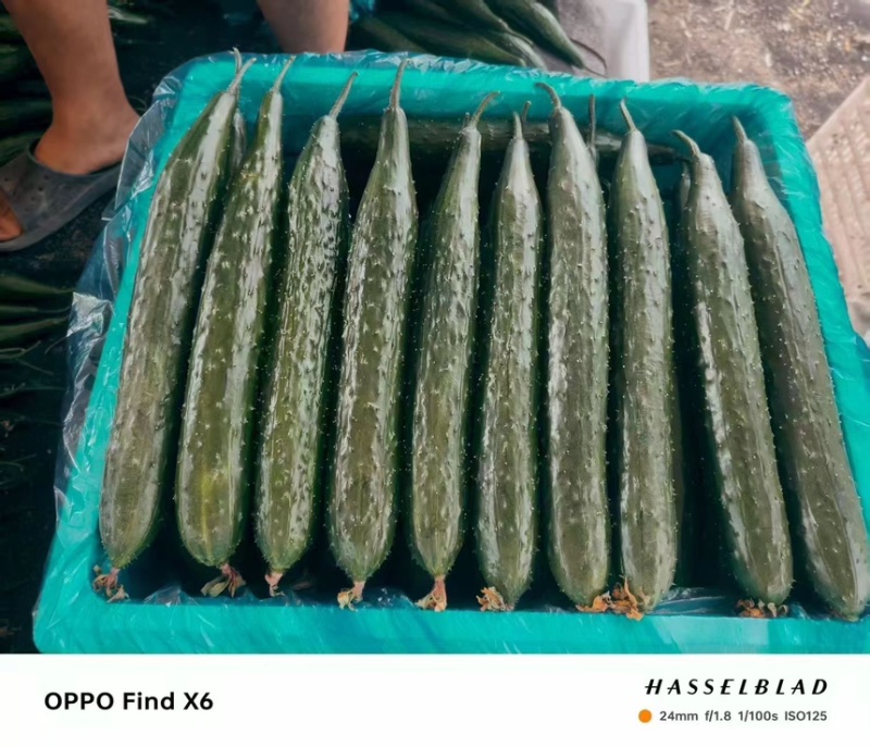 黄瓜密刺黄瓜鲜花黄瓜现摘现发产地直供欢迎咨询
