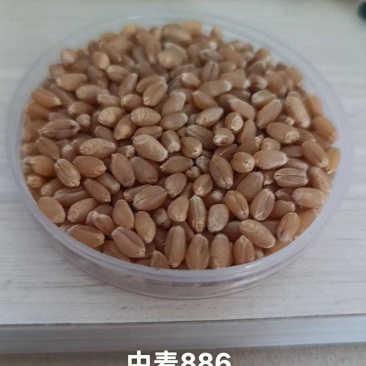 小麦种子中麦886供应商直供品质高规格齐全对接批发采购