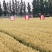 小麦种子中麦886供应商直供品质高规格齐全对接批发采购