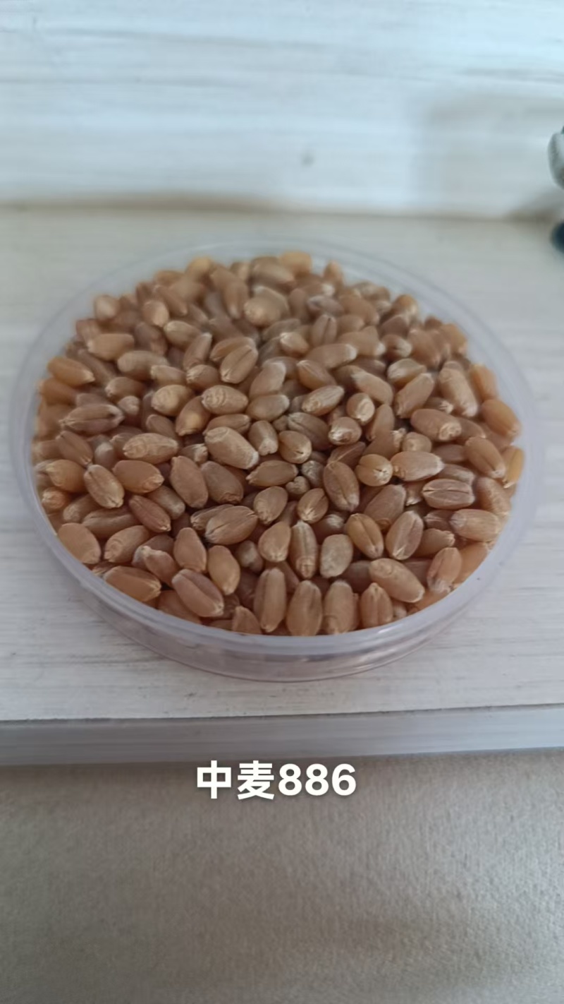 小麦种子中麦886供应商直供品质高规格齐全对接批发采购
