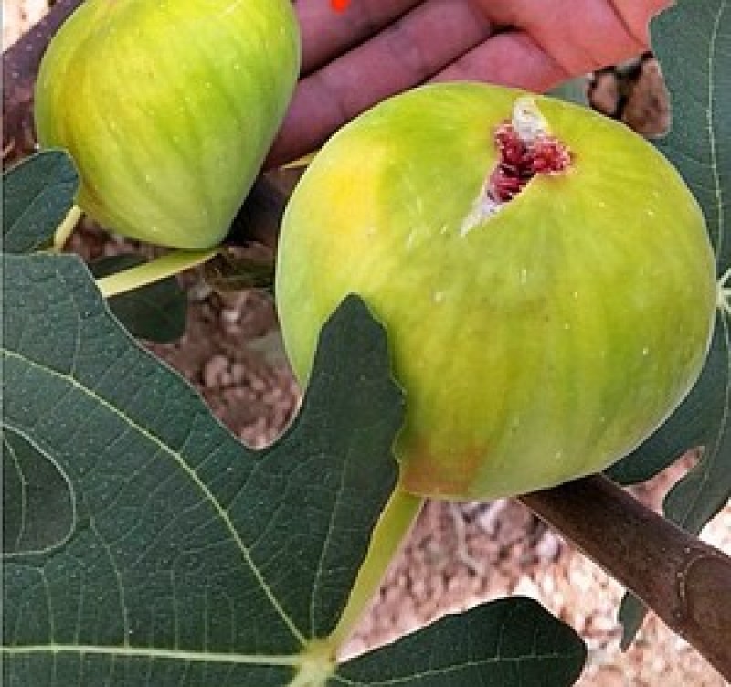 安徽淮南寿县多品种无花果苗