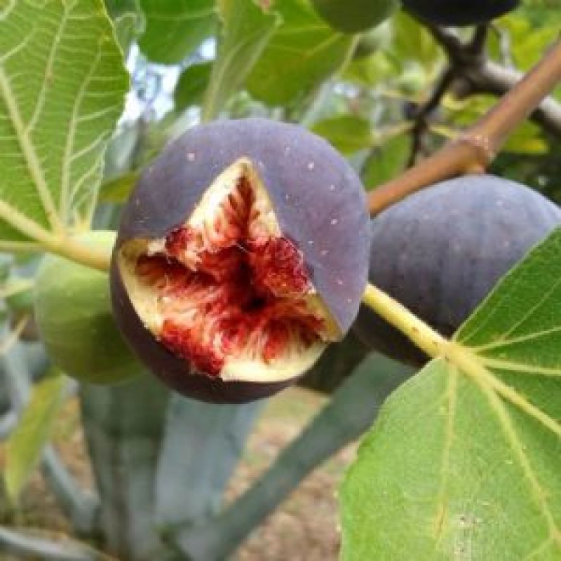 安徽淮南寿县多品种无花果苗
