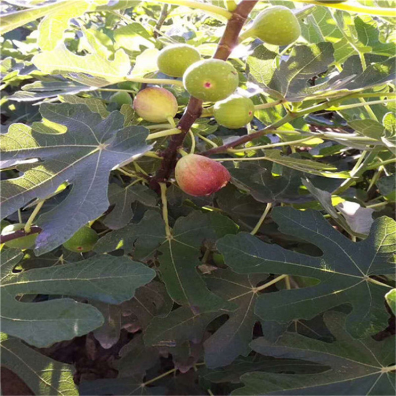 安徽淮南寿县多品种无花果苗