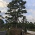 杜松盆景高度2.5米到7米福建盆景基地