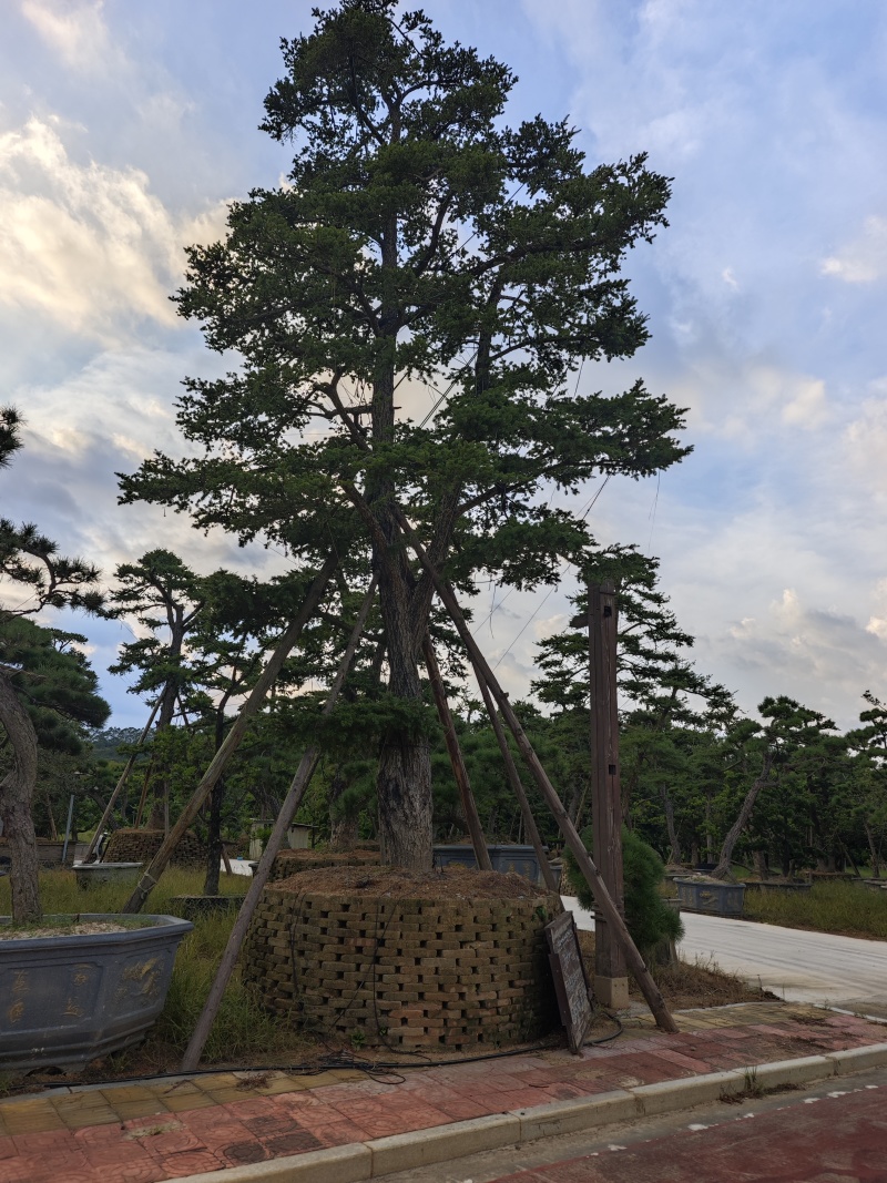 杜松盆景高度2.5米到7米福建盆景基地