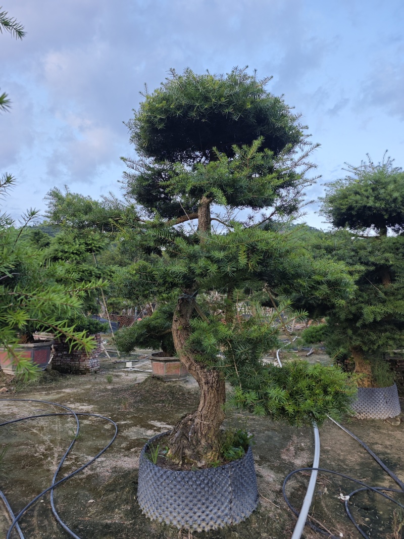 杜松盆景高度2.5米到7米福建盆景基地