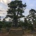 杜松盆景高度2.5米到7米福建盆景基地
