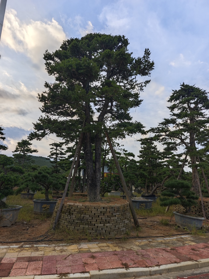 杜松盆景高度2.5米到7米福建盆景基地