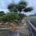 杜松盆景高度2.5米到7米福建盆景基地