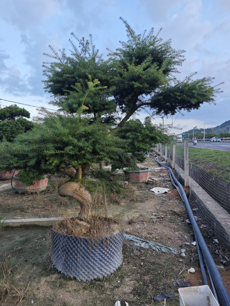 杜松盆景高度2.5米到7米福建盆景基地