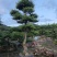 杜松盆景高度2.5米到7米福建盆景基地