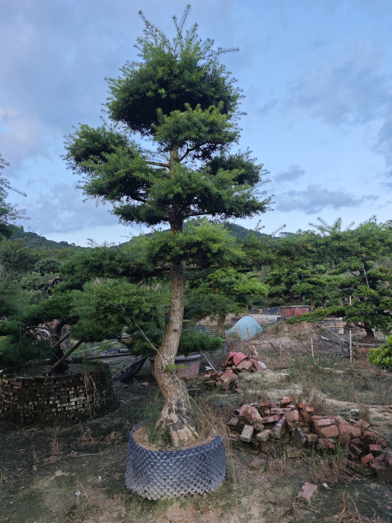 杜松盆景高度2.5米到7米福建盆景基地