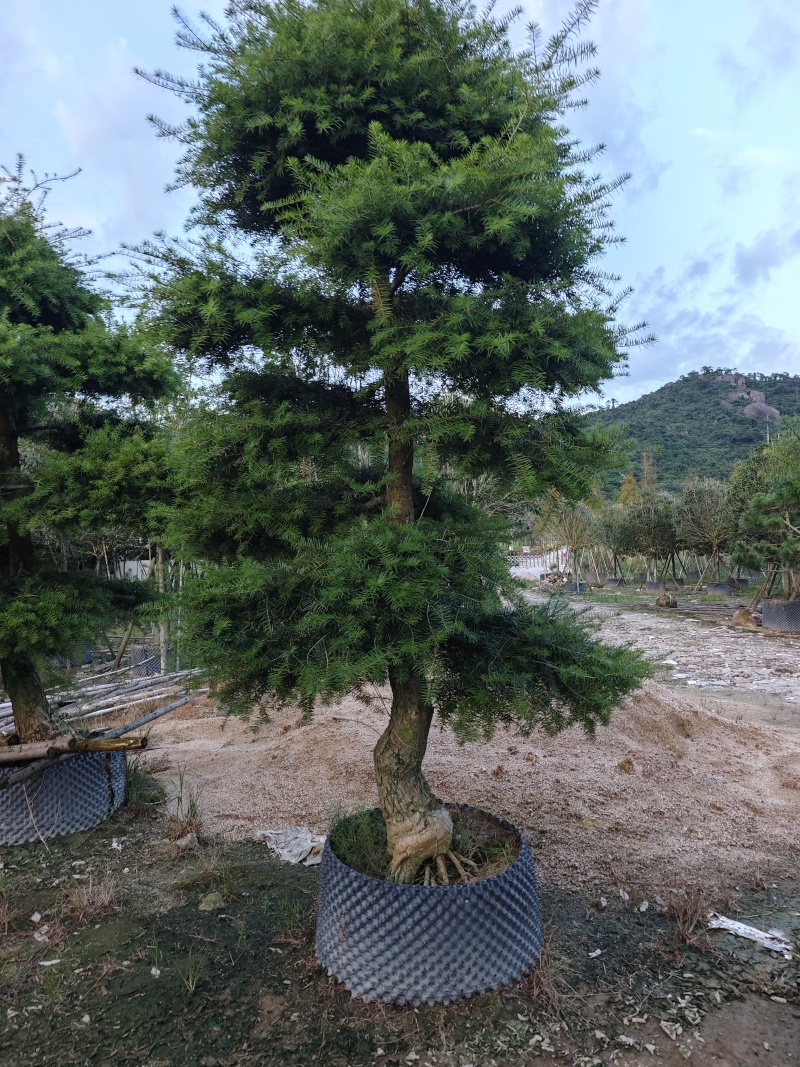 杜松盆景高度2.5米到7米福建盆景基地