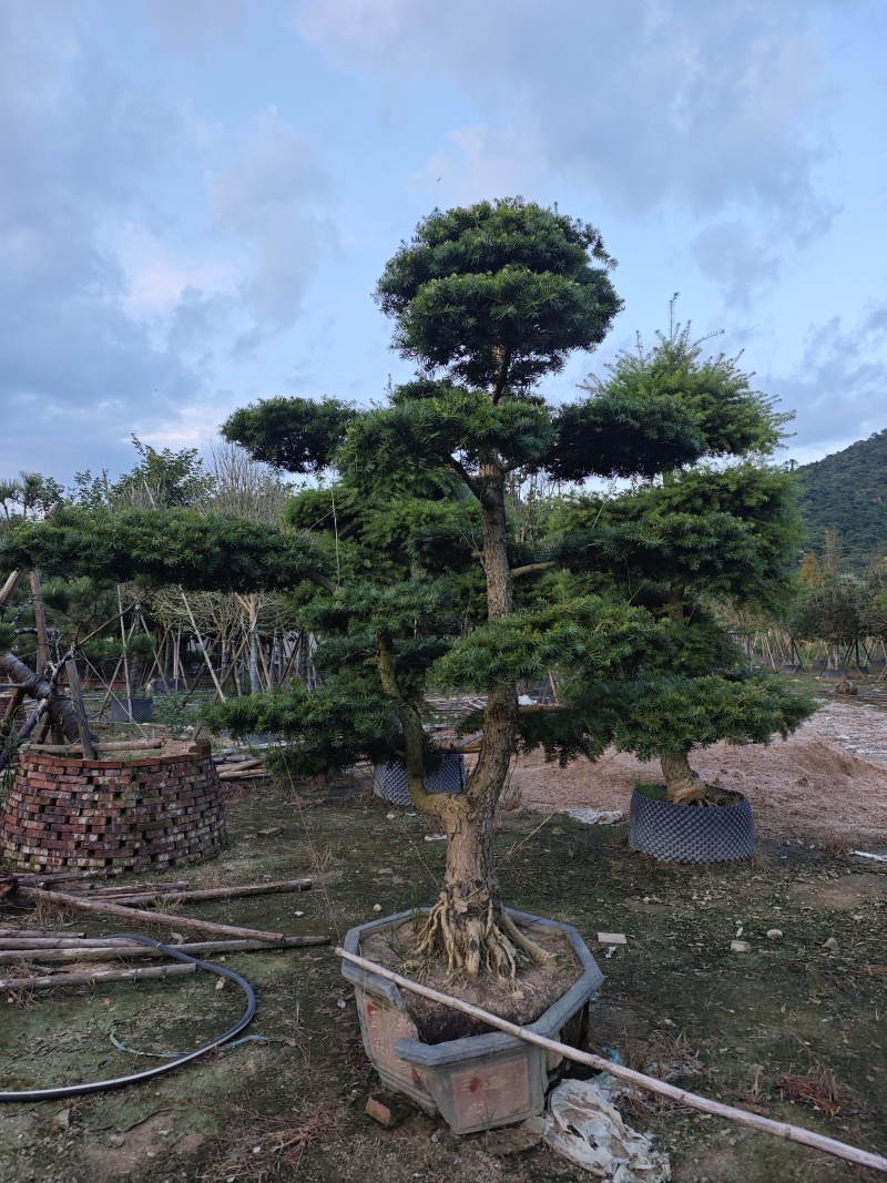 杜松盆景高度2.5米到7米福建盆景基地