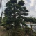 杜松盆景高度2.5米到7米福建盆景基地