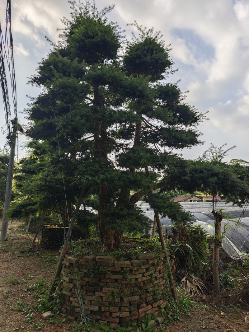 杜松盆景高度2.5米到7米福建盆景基地