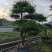 杜松盆景高度2.5米到7米福建盆景基地