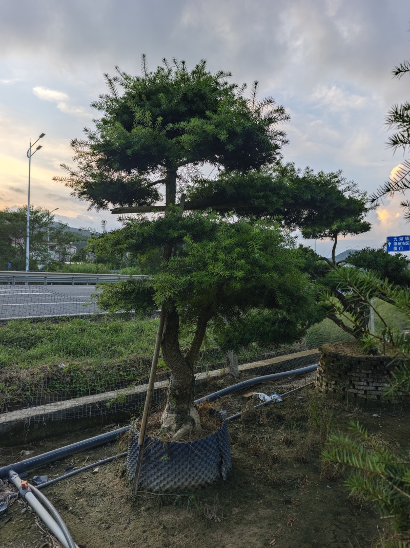 杜松盆景高度2.5米到7米福建盆景基地