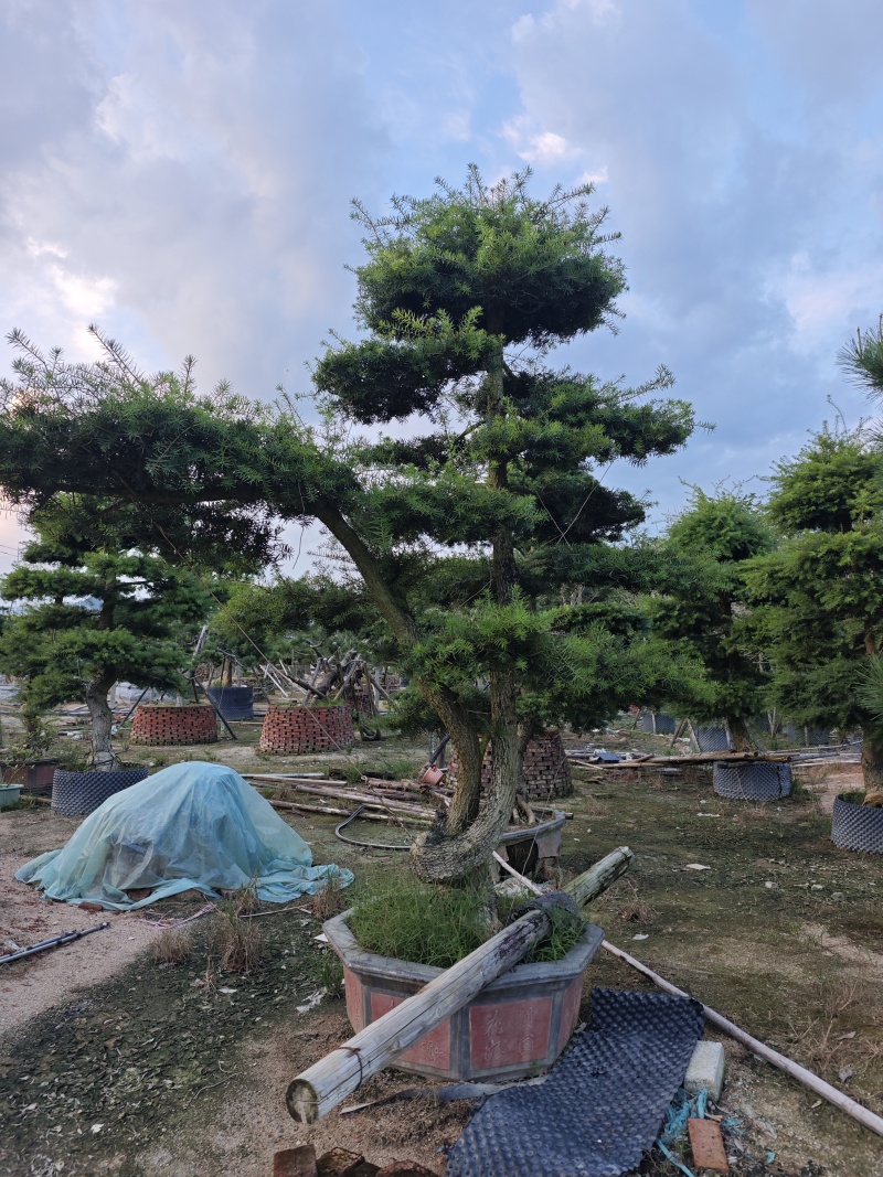 杜松盆景高度2.5米到7米福建盆景基地