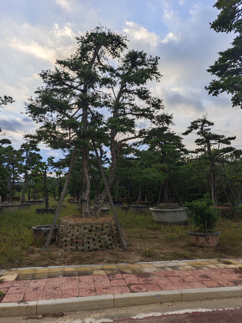 杜松盆景高度2.5米到7米福建盆景基地