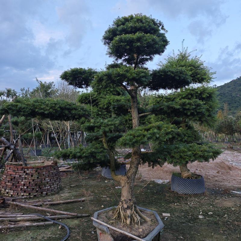 杜松盆景高度2.5米到7米福建盆景基地